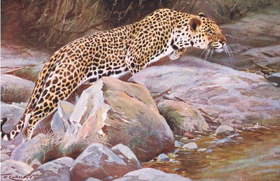 Leopardo, de Fauna del Mundo publicado por Frederick Warne & Co, c.1900 de Wilhelm Kuhnert